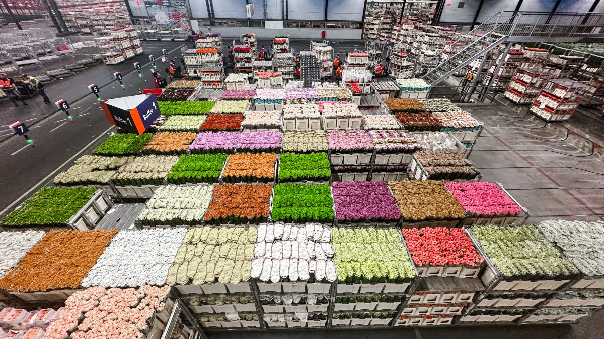 Royal FloraHolland bloemenveiling Aalsmeer