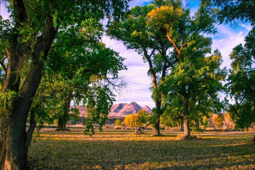 Babacomari Ranch
