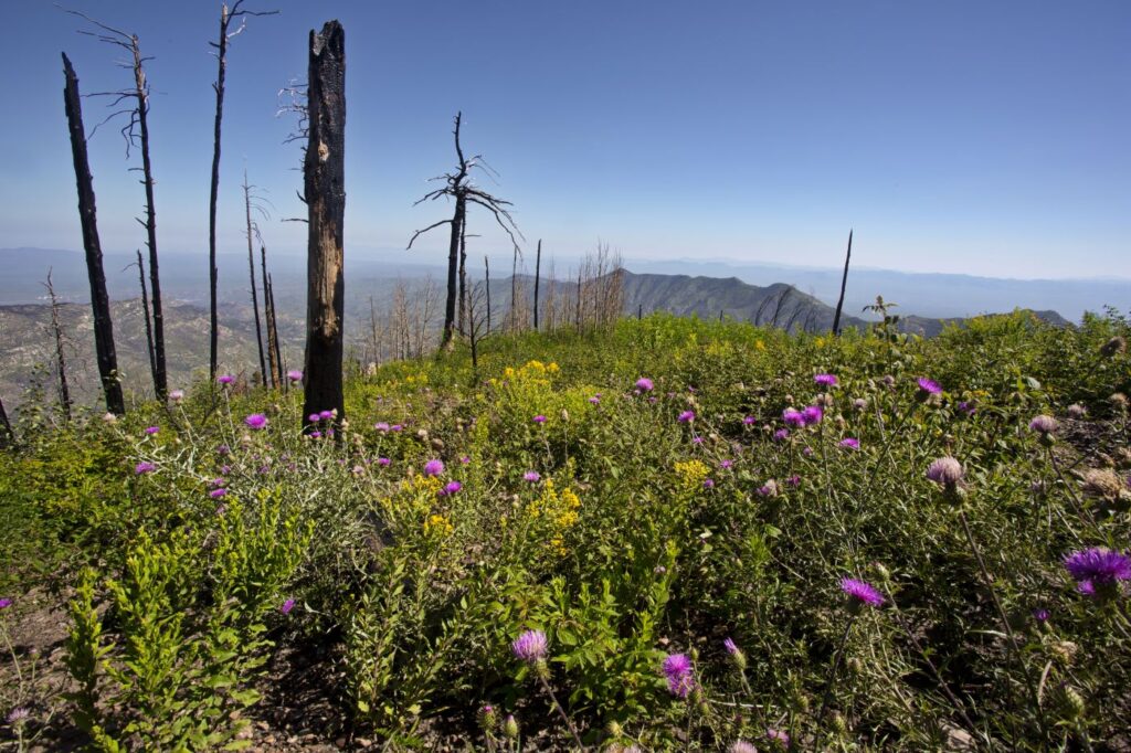 Mount Lemmon arizona